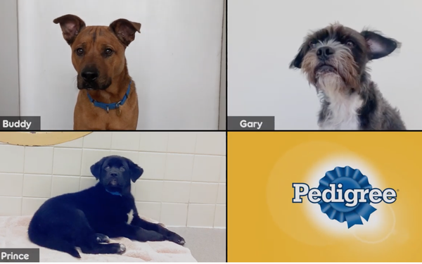 MediaPost's tweet photo. #Pedigree helps dogs get adopted via #DogsOnZoom and campaign from #BBDONY, reports #TanyaGazdik https://t.co/ju8r3dd9Es https://t.co/8Upia26Rxn