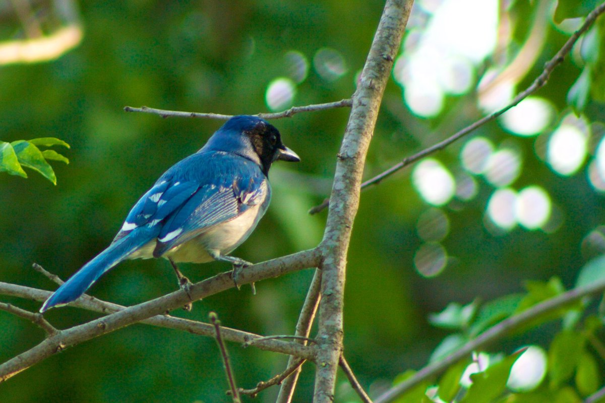 PhojoKash's tweet photo. I photographed these two blue feathered birds this past weekend. One is a blue jay who watched my every move. The other I haven’t been able to properly identify. Any clues? #birdphotography #birdwatching #bluejay #backyardbirds #SomewhereTexas https://t.co/OCrjRQggmN