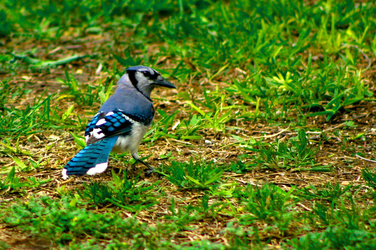 PhojoKash's tweet photo. I photographed these two blue feathered birds this past weekend. One is a blue jay who watched my every move. The other I haven’t been able to properly identify. Any clues? #birdphotography #birdwatching #bluejay #backyardbirds #SomewhereTexas https://t.co/OCrjRQggmN