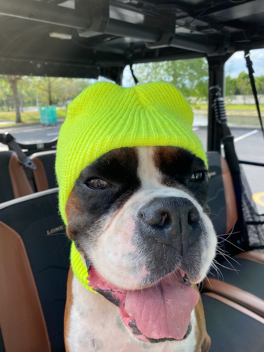 TomorrowsCIO's tweet photo. Last week in throughout TracFone IT we celebrated βBring Your Pet to Work Day.β Love my furry companions, Moncrief the boxer and Elliott the greyhound. Our pets make work from home that much more fun. #tractech #WorkFromHome https://t.co/T9FqE27tUq