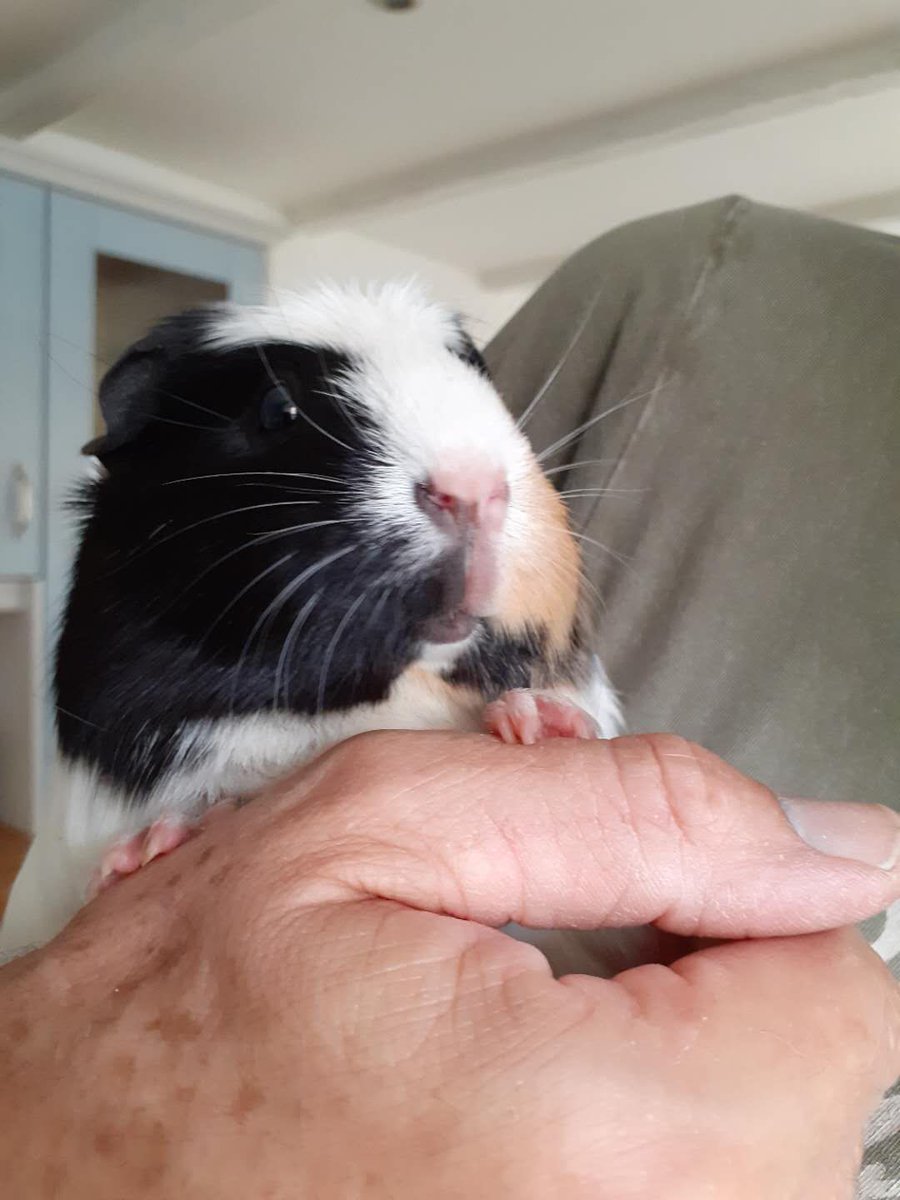 Tues 12 May (Day 41 working from home)A picture of Juno for a change - here's the runt looking a bit inquisitive in my stepdad's hands  #PigOfTheDay