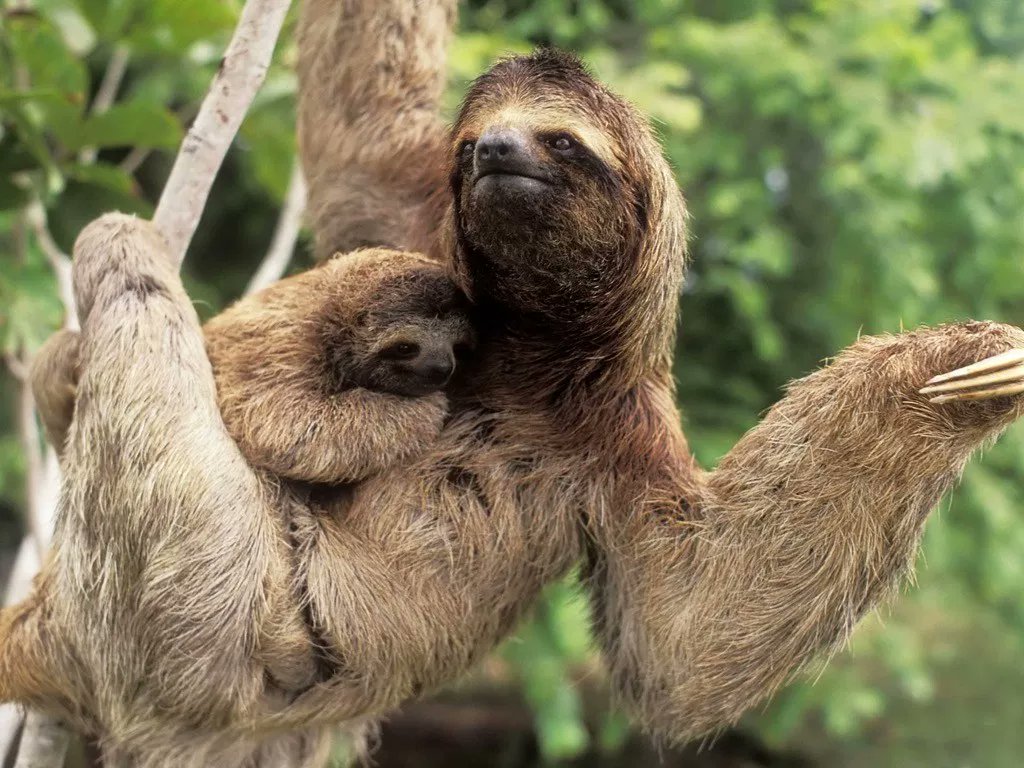 Sloths can take up to a month to completely digest a single leaf.