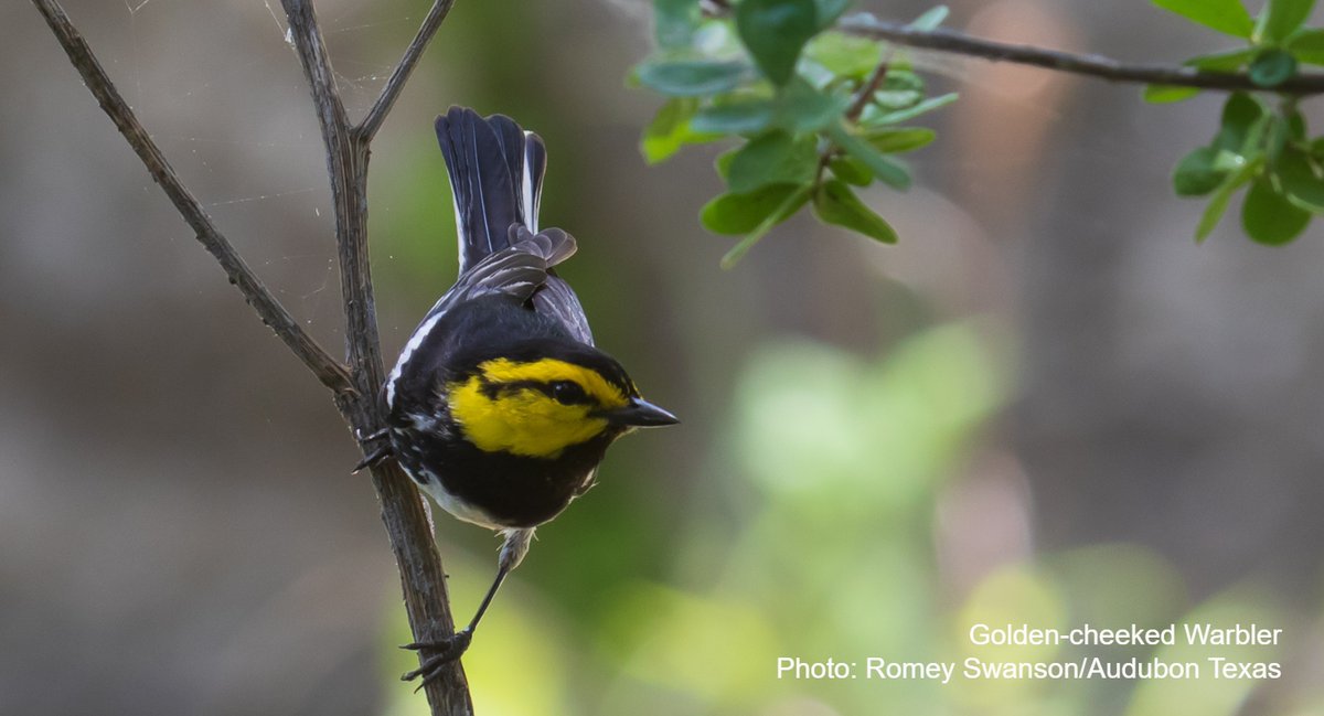AudubonTX's tweet photo. Sometimes the bird comes to you... photographer @RomeySwanson tells us, "I've never worked less for a nice photo. Literally sitting there, IPA in hand, loving life when this little rascal came begging for a portrait 6 feet from me." #JoyOfBirds https://t.co/IhPYS9Y7Vu
