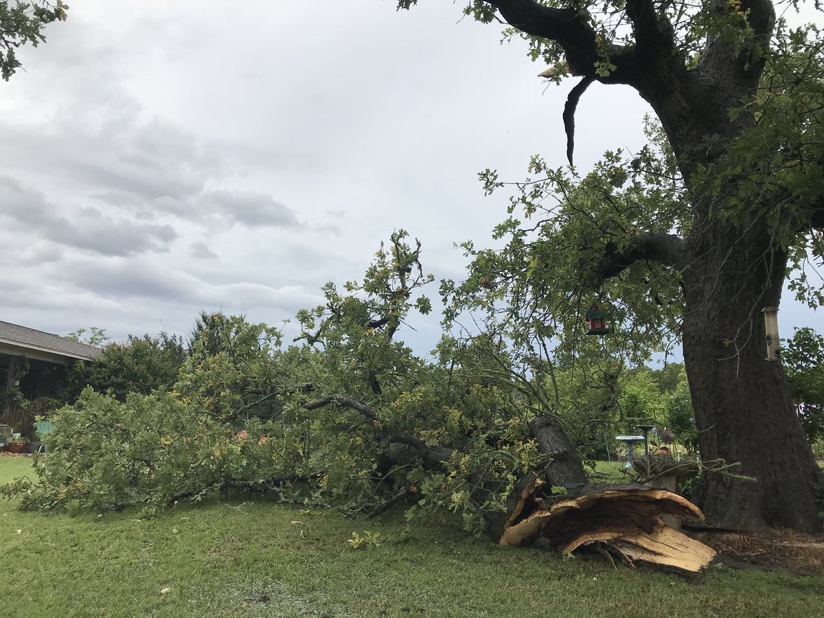 MylerTalone's tweet photo. Storm today in Paige knocked down a tree @KVUE @KXAN_News https://t.co/8AqWvn7hFf