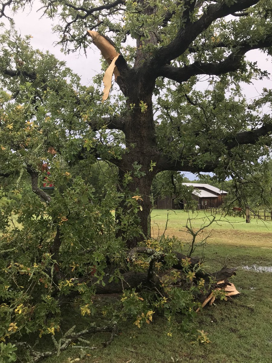 MylerTalone's tweet photo. Storm today in Paige knocked down a tree @KVUE @KXAN_News https://t.co/8AqWvn7hFf