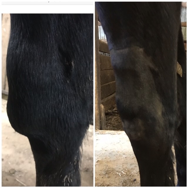 Pegasus Laser tweet media