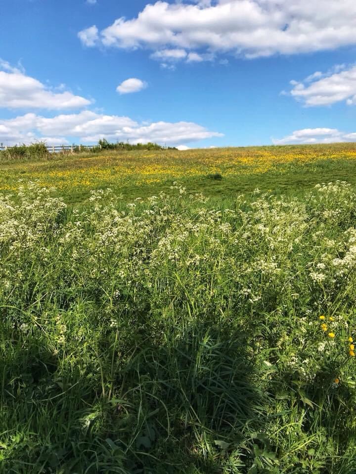 harryfishpond's tweet photo. Farthing downs. #farthingdowns #citycommons #coulsdon #photography https://t.co/f6u3RDrfi4