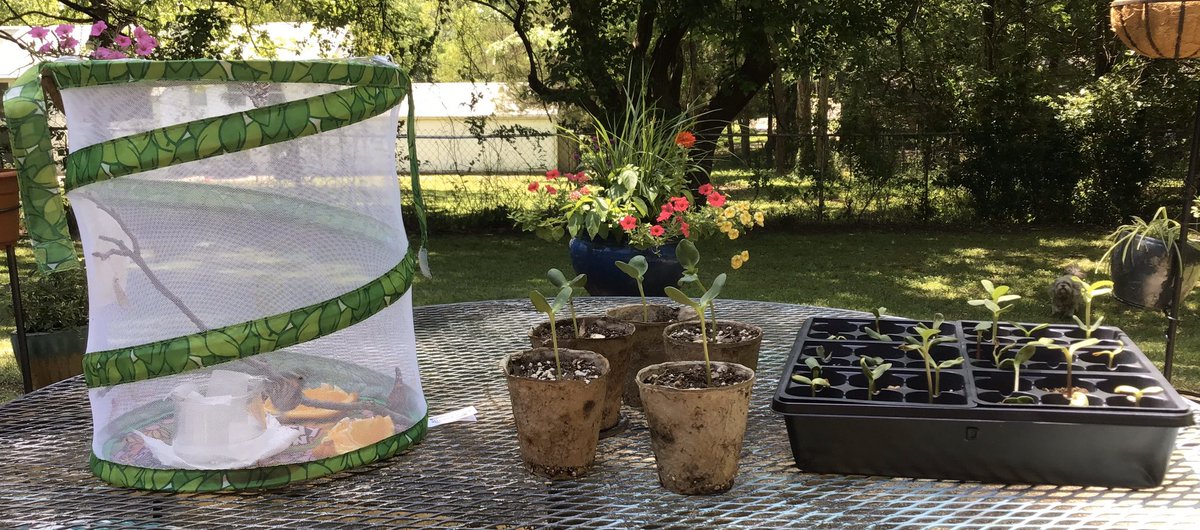 MsWaldenPreK's tweet photo. We had another great Prek zoom today! We checked on our butterflies & compared the growth of our seeds based on their container size. Our special guest @SudduthLibrary shared a wonderful story & we all shared what we’ve been up to. #tweetcher #SudduthatHome @StarkvilleSD https://t.co/gJfNN4r8pz