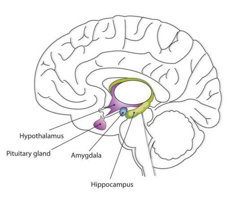 AP Psychology Review on Twitter: "The structures and interacting areas