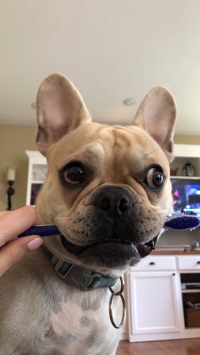 meg_berberich's tweet photo. @CoachPifer @raiders_lady @thomasckatie Rooney!! 🐶 https://t.co/pDcOhTAjk6