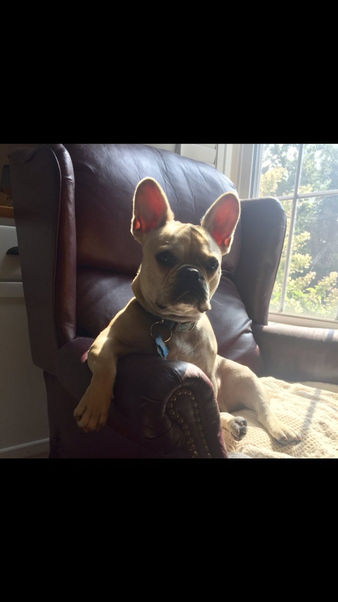 meg_berberich's tweet photo. @CoachPifer @raiders_lady @thomasckatie Rooney!! 🐶 https://t.co/pDcOhTAjk6