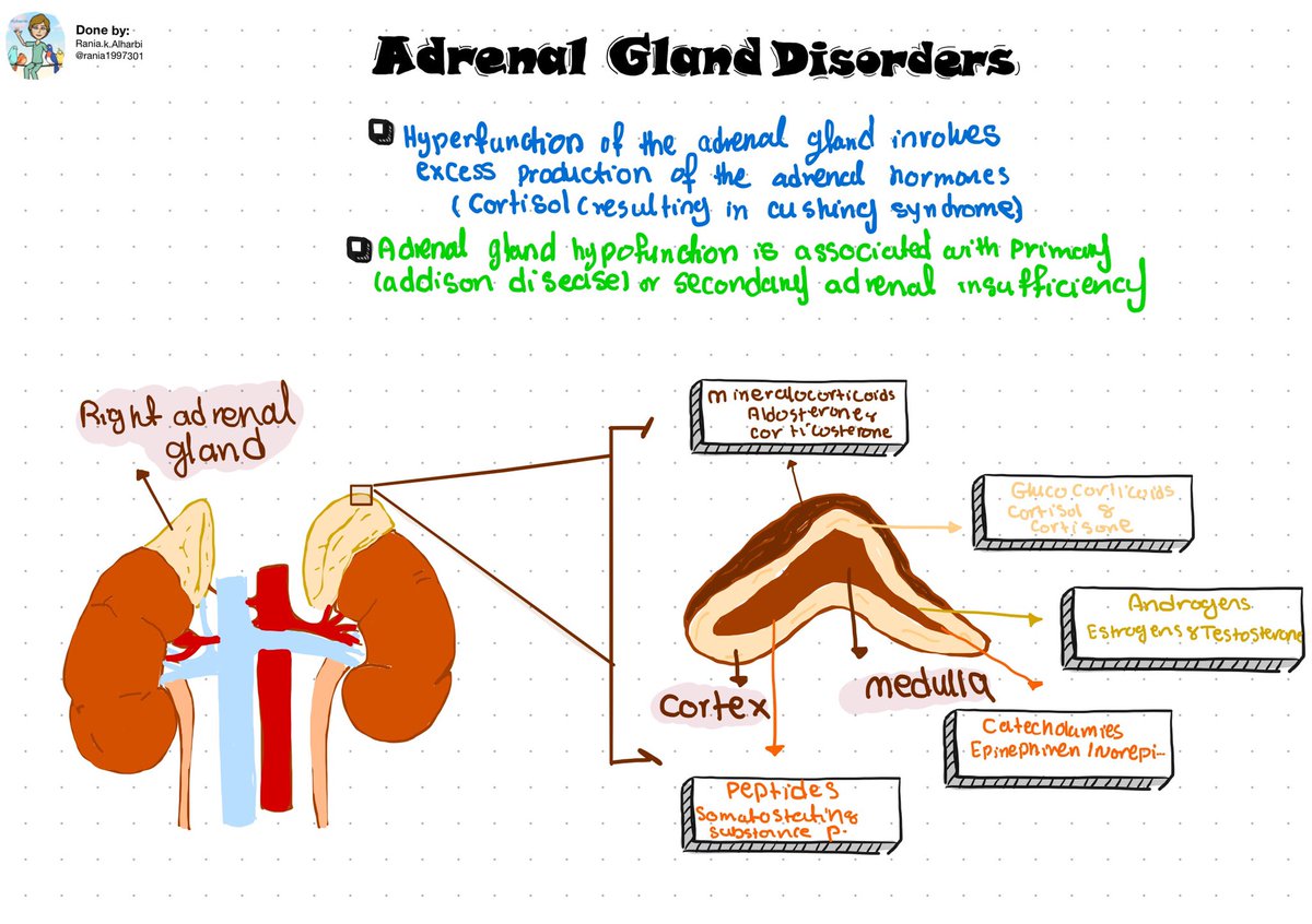 rania1997301's tweet photo. I finished from reviewing (#Endocrinologic Disorders)
And I wrote important notes about (#Adrenal Gland & #Thyroid Disorders)
I hope you find it helpful ✨
@DrAntisaad
@majedalhoriby https://t.co/nP4AD10UA1