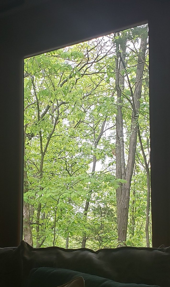 connorratliff's tweet photo. My favorite show currently is these trees outside this window.  It is formatted vertically like a Quibi but it lasts from whenever I wake up until whenever it gets dark.  Occasionally there is a bird or a squirrel but other than that it is just trees and sometimes rain. https://t.co/6LY9TapTio