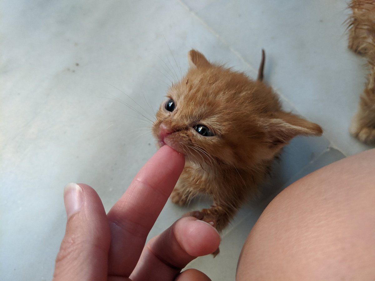 Abra and Chikorita are both females which is quite uncommon for orange cats!