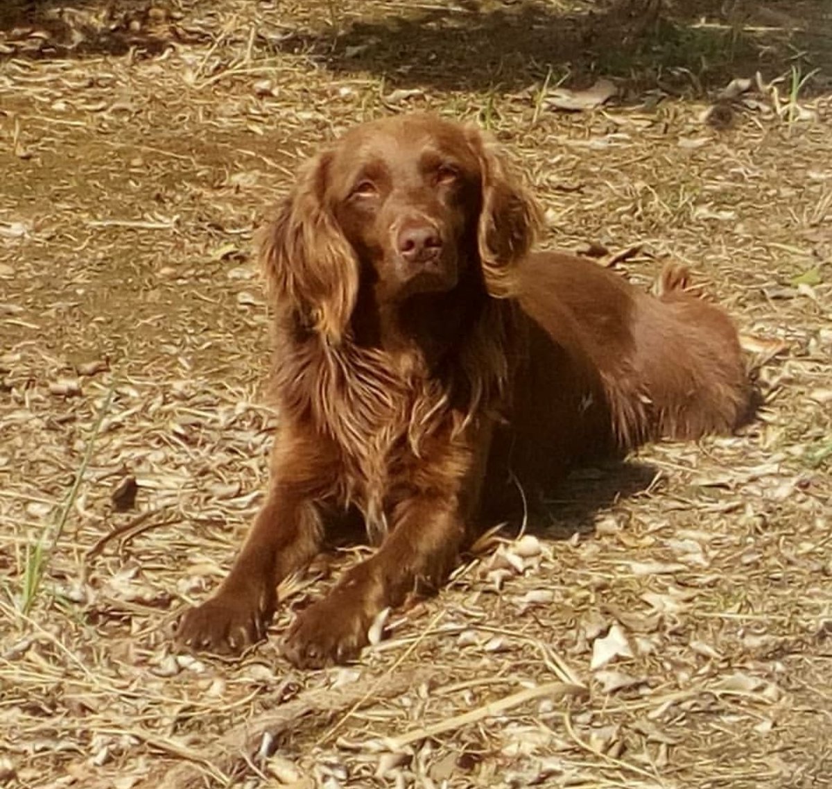 LASAnimal's tweet photo. Nos dan el aviso de #YANSO lleva meses por la calle, en un pueblo de #Sevilla necesitamos AYUDA PARA PODER RESCATARLO, PADRINOS, ACOGIDA... no tenemos recursos para poder recogerle, si puedes ayudarnos, escribe a 📧👉 adopcion.lasanimal@gmail.com https://t.co/N9QSdmkYoT