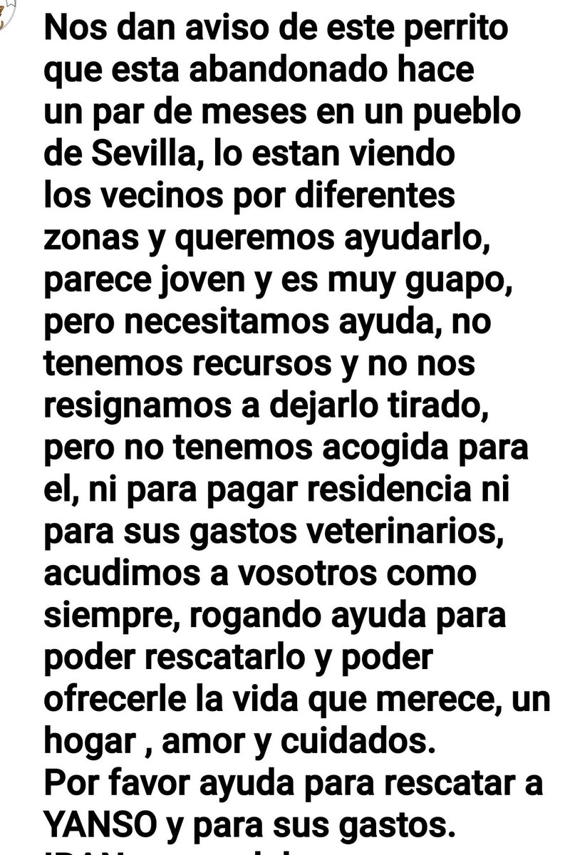 LASAnimal's tweet photo. Nos dan el aviso de #YANSO lleva meses por la calle, en un pueblo de #Sevilla necesitamos AYUDA PARA PODER RESCATARLO, PADRINOS, ACOGIDA... no tenemos recursos para poder recogerle, si puedes ayudarnos, escribe a 📧👉 adopcion.lasanimal@gmail.com https://t.co/N9QSdmkYoT