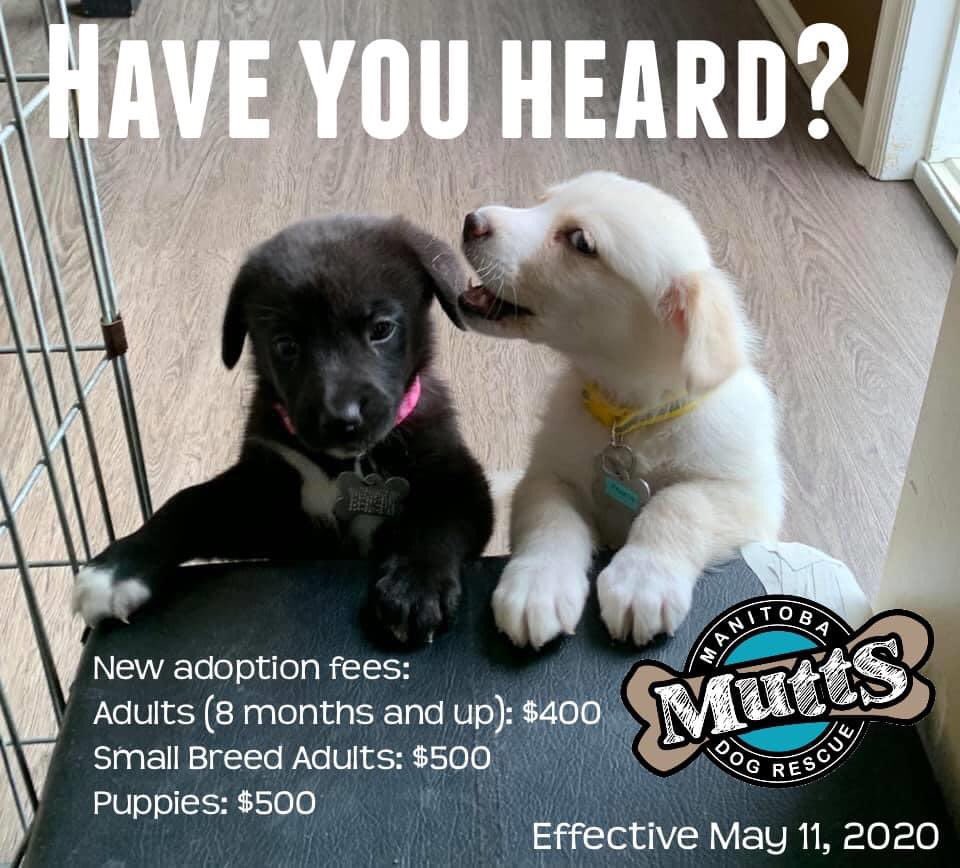 ManitobaMutts's tweet image. facebook.com/10088671665534…

FYI our fees have increased please see the Facebook page for the explanation.