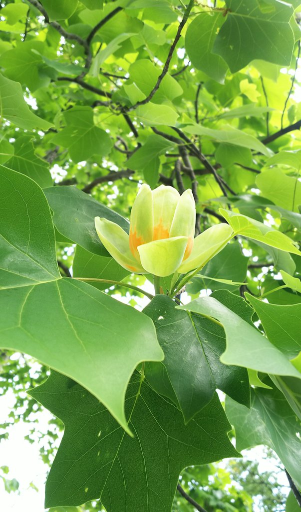 K K 大好きなユリノキの 初夏に咲くチューリップのような花 あの辺りに咲いてる かな いつもは 大きな大きなユリノキ の下で高い梢に咲いている花を葉っぱ越しに仰ぎ見ていた ユリノキの花 花言葉 幸福 大きな葉の裏に隠れて でも 確かにそこにある