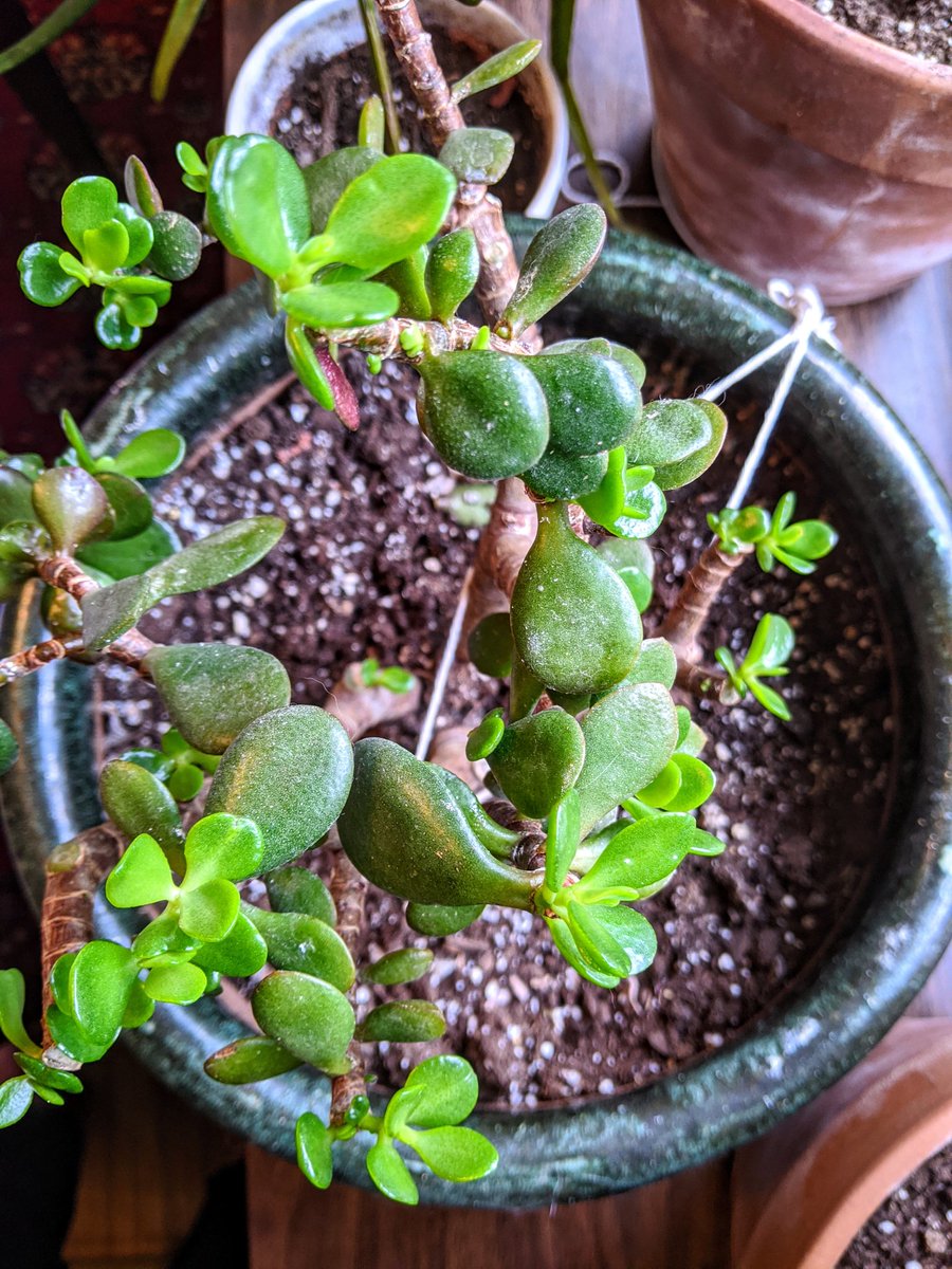 hannahberis's tweet photo. @DekkerHaley ye I don't dilute it at all, my jade was completely infested and I took it outside and pretty much showered it in iso, gave em a hair cut and he's a heppy guy now:) https://t.co/wt3WetvjxO