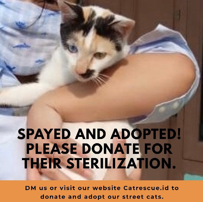 Catrescue Id On Twitter Thank You For Your Generous Support Donations And Prayers We Can T Do This Without Your Contribution Straycat Kucingjalanan Kucingliar Kucingdomestik Pedulikucing Tnr Spayandneuter Prosteril Adoptdontshop