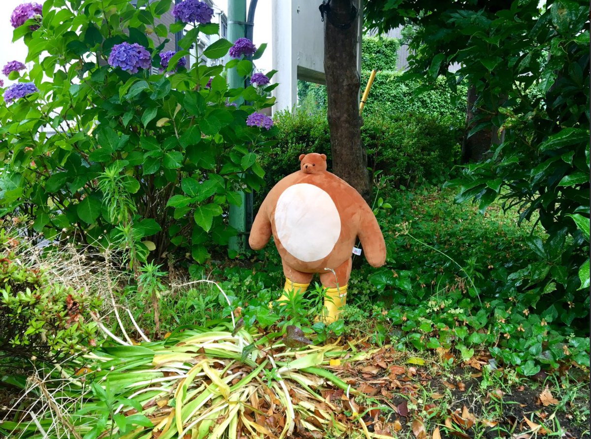 Pip is in the backyard double checking that the flowers are still fragrant. She’s happy to report that all smells well.