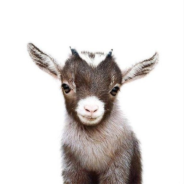 Chivito feliz #mascota #pets #animales → instagram.com/p/CAGqTgPld-l/