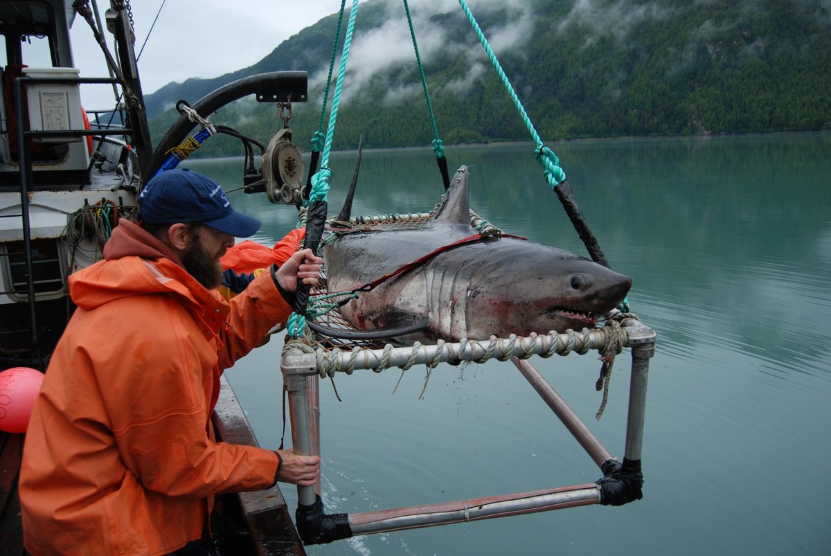 SemesterByBay's tweet photo. Meet the SBB staff: Dr. Ken Goldman
 @KenG907 
Ken teaches Ichthyology, Marine Biology, Conservation Biology and Oceanography

With over 30 yrs of research experience he has focused on everything from life history, fisheries management to physiology &amp; behavioral ecology of sharks https://t.co/fj3TqMbkRH