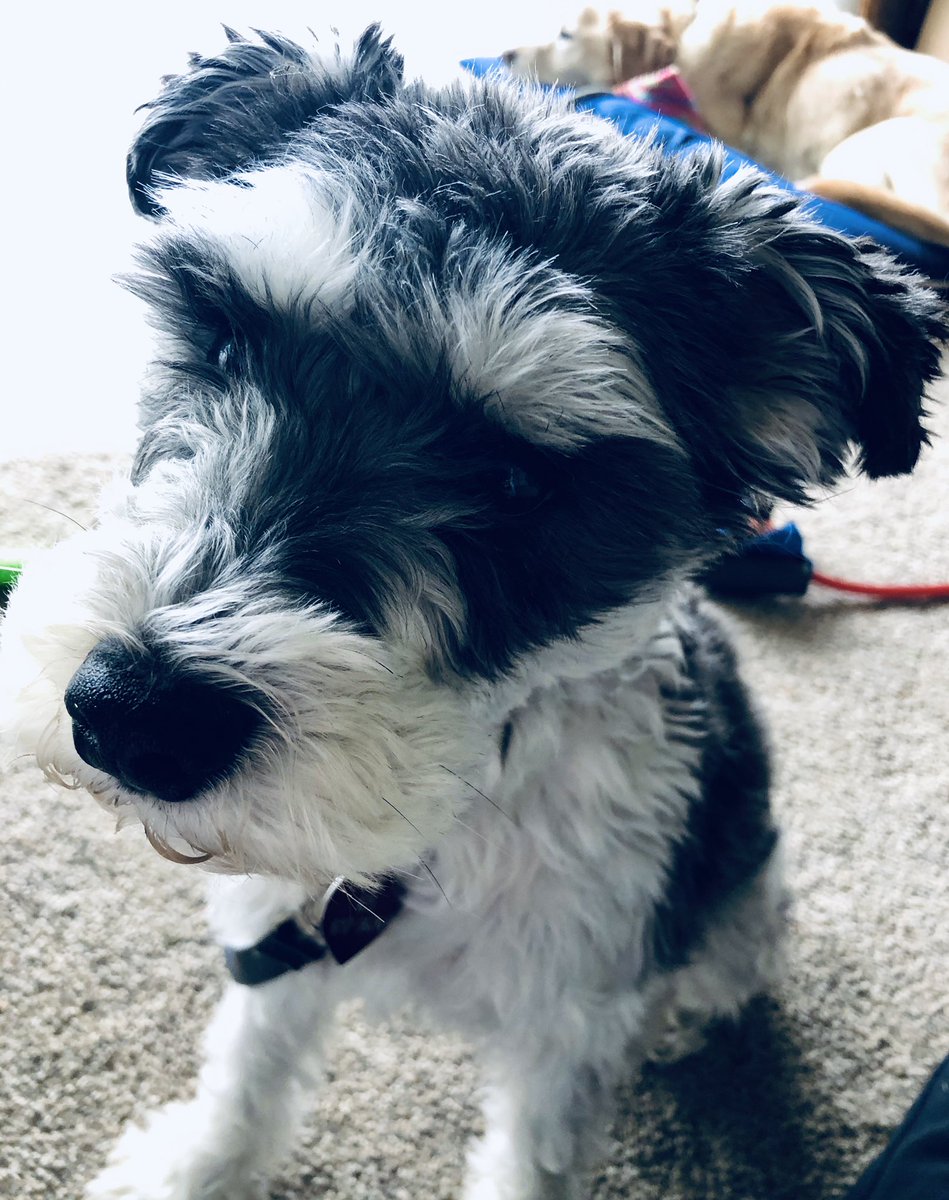 schills11's tweet photo. @KristenBell  I think I have your dog’s sibling... no sense of social distancing and staring issues. https://t.co/hDv7VAXLMH