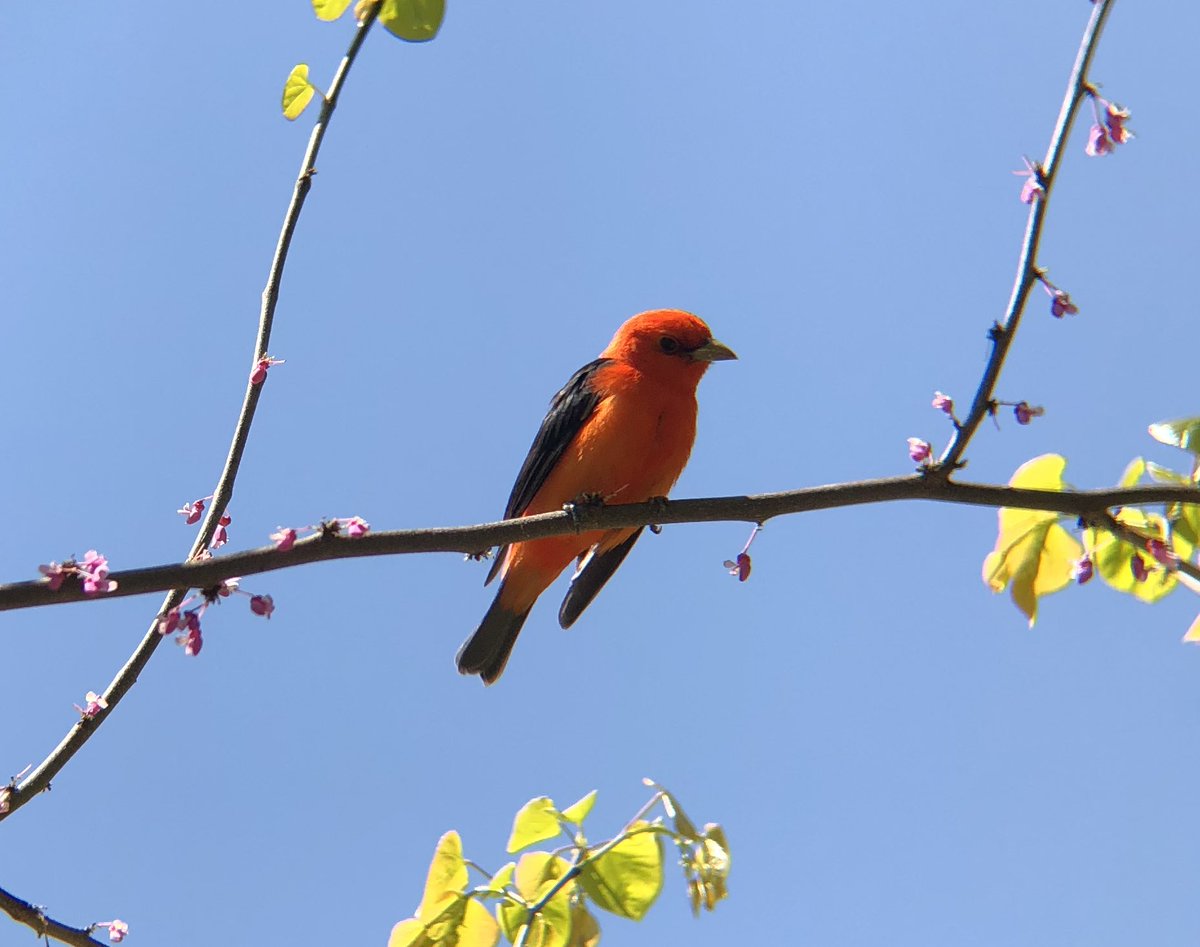tphfor3's tweet photo. Scarlet tanager near 3rd St playground, and (maybe?) immature orchard oriole in the Vale, this morning at Prospect Park. #birdbk https://t.co/UixOMondsz