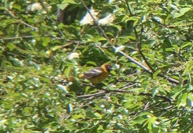 tphfor3's tweet photo. Scarlet tanager near 3rd St playground, and (maybe?) immature orchard oriole in the Vale, this morning at Prospect Park. #birdbk https://t.co/UixOMondsz