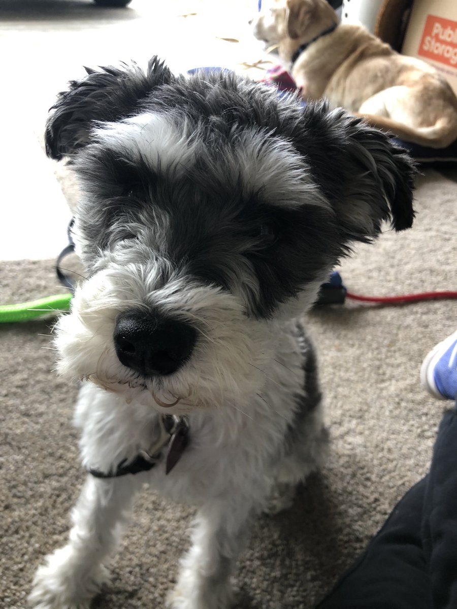 schills11's tweet photo. @TheEllenShow @KristenBell I  May have her dog’s sibling... and I’m scared too https://t.co/sI4b9olki3