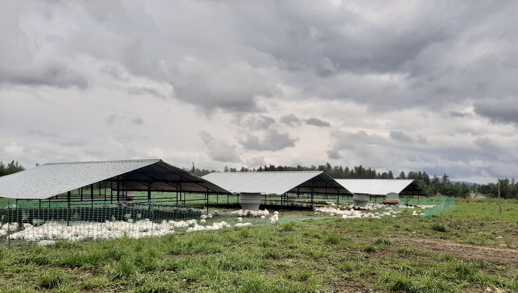 KMFarmPoultry's tweet photo. Hello first pasture raised flock of the season ! We are so excited to have birds on the pastures . These guys are loving the mild weather and even a little rain isn’t too bad for them as all the worms come out after a rain and they sure know it !!! https://t.co/Q6ihplUSqT