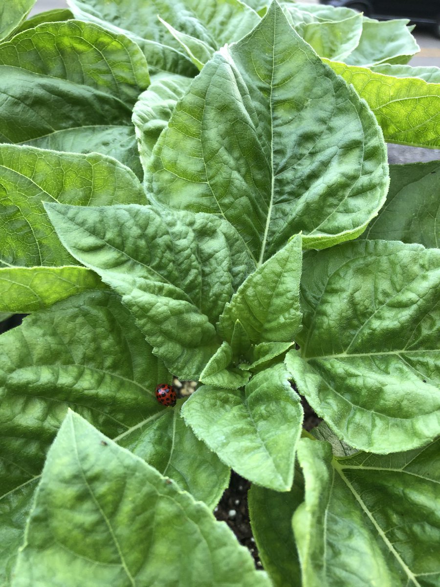 portrait of a lone ladybug, munching her way through my disaster garden 