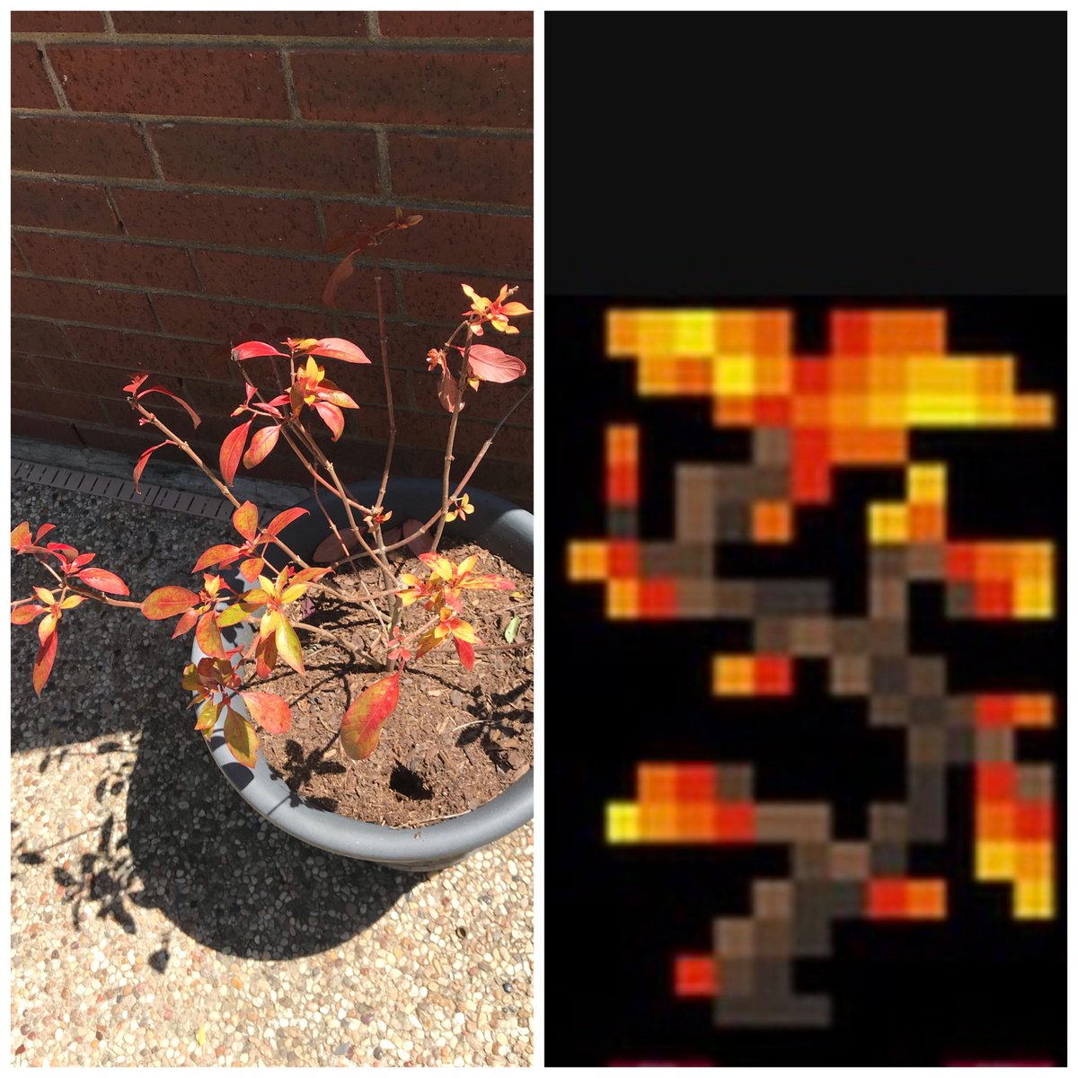 Twitter 上的r/Terraria："This plant outside my house looks like this plant https://t.co/2jU8kCkt6w" / Twitter