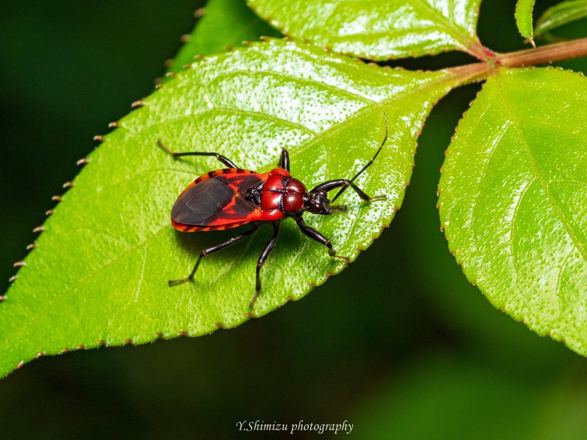 しみず 虫撮る人 アカシマサシガメ 強烈な赤とマッチョなボディ 昆虫 昆虫写真 キリトリセカイ 東京カメラ部 ファインダー越しの私の世界 写真好きな人と繋がりたい Olympus カメムシはいいぞ しみず 虫撮る人 アカシマサシガメ 強烈な赤とマッチョなボディ 昆虫 昆虫写真 キリトリセカイ 東京カメラ部 ファインダー越しの私の世界 写真好きな人と繋がりたい Olympus カメムシはいいぞ