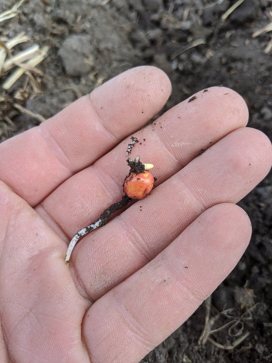 JakeVermeer's tweet photo. Plastic vs non plastic on the Pioneer 7861

#samco #passionfordairy https://t.co/srw9OfLAbS