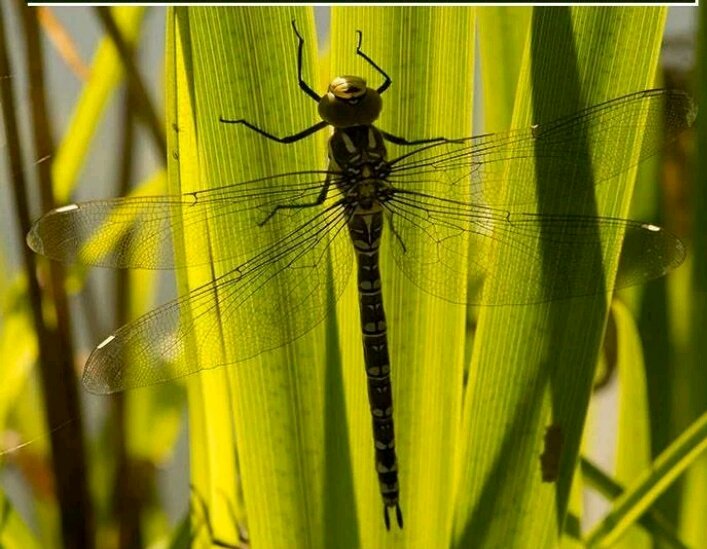 Female dragonflies will dramatically fake their own deaths to escape from unwanted sexual advances