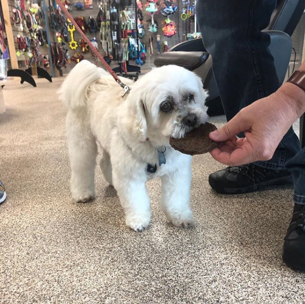 HappyHowiesInc's tweet photo. Dieck got a special treat after his groom. A Happy Howie Hamburger patty! #happyhowies ( #📷 @stylinpawssalon )
#treats #dogtreats #trainerpreferred #allnatural #madeinusa #dogsoftwitter#picoftheday #dogoftheday #treatsgalore #doglovers #woof #dog #repost https://t.co/hME8VKkAIL