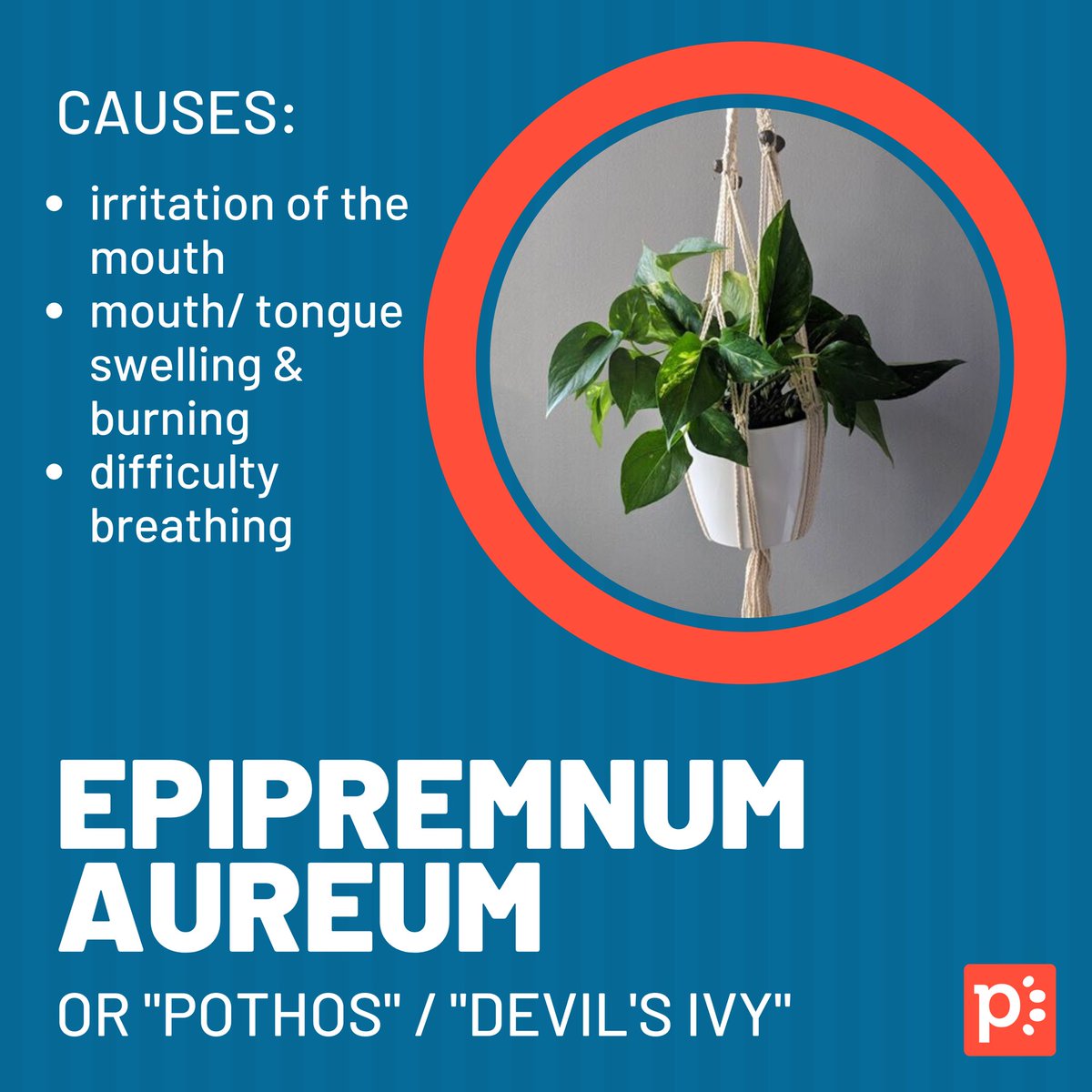 Plants are a great way to spruce up our homes 🌱 But did you know some plants are toxic to our pets? Here are some familiar favorites to avoid or keep out of reach of your pet! #petzey 💚