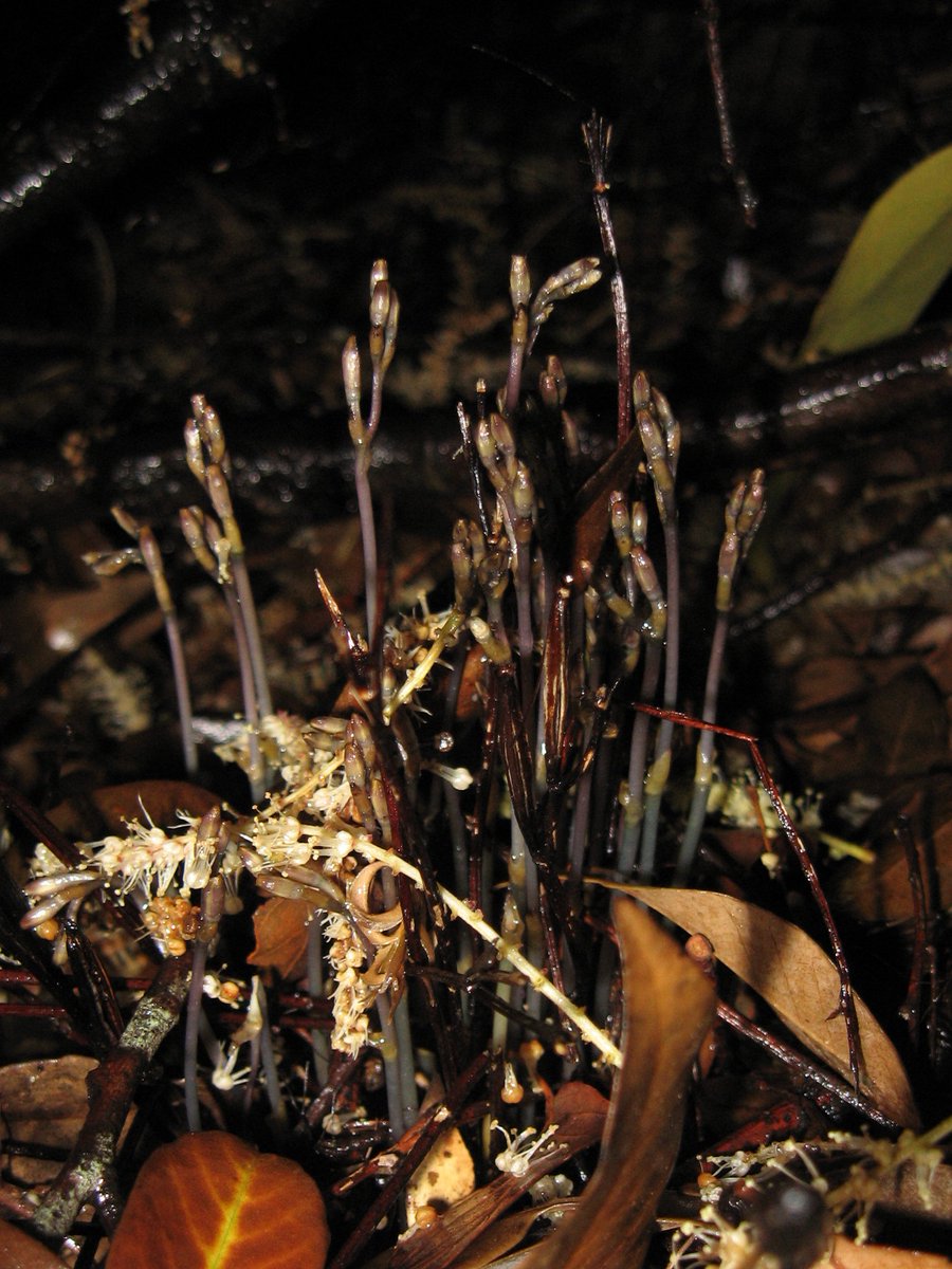 kenji_chinju's tweet photo. #ウスギムヨウラン #Lecanorchis kiusiana のつぼみ。去年の枯れ茎が残った状態で新しい花茎が伸びてくるんで、ごちゃごちゃした感じに。こいつも菌食い。
#orchid #mycotrophic
※今年の画像ではありません https://t.co/XE9EDPQr9p