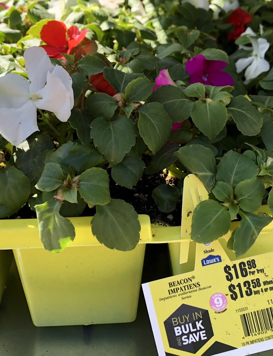 ck_schelmety's tweet photo. CONTRACTOR PACKS available! 🌸🌿🌼 Begonias, Impatiens, Marigolds, Petunias, ...find these and SO MUCH MORE @Lowes #CKGreenhouses #ContractorPricing #BulkandSave #Garden #Flowers https://t.co/fRPwXrzlSh