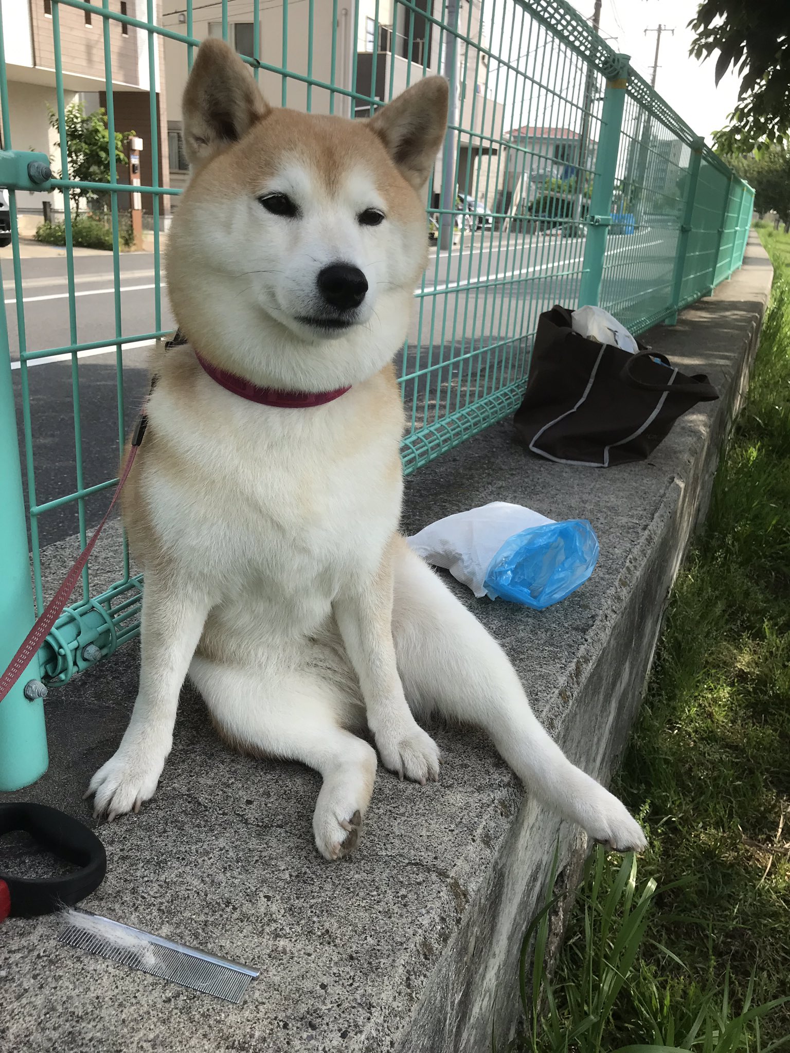 ট ইট র 柴犬のモモ おっさん座りが可愛いのか 可愛いからおっさん座りも許されるのか 永遠の謎 柴犬 愛犬 犬 Shibainu Shibadog Cute Kawaii