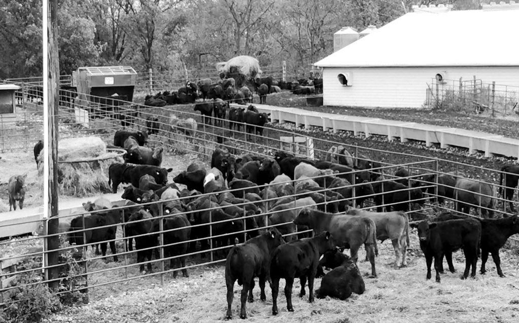 natecrane's tweet photo. Hamburger $6/lb at grocery tonight &amp; I’m trying to figure out how to apply for USDA’s CFAP for losses to my cattle. “Interesting times we’re living” is starting to get old. https://t.co/ZS5z5tTbpw
