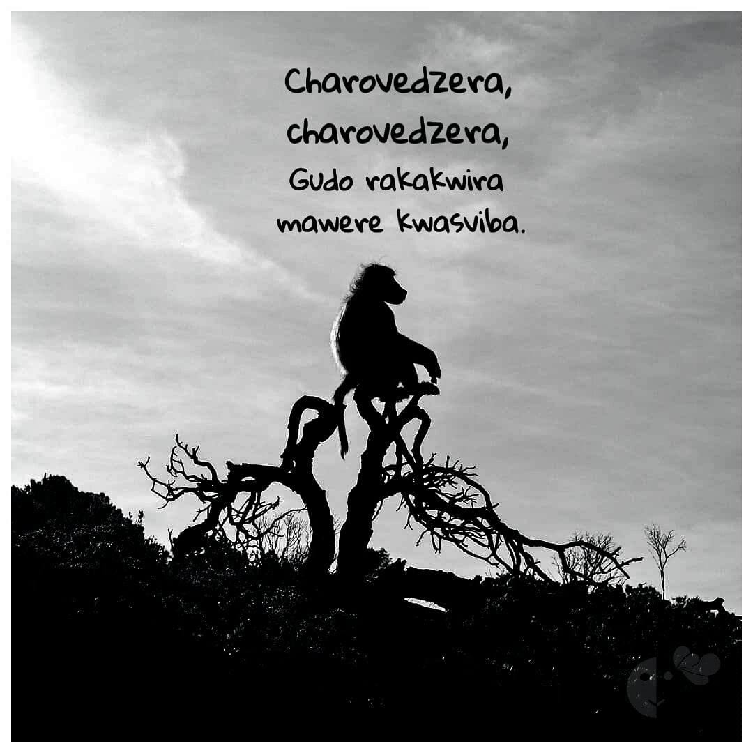 MeMsiee's tweet image. Translation⛽.
"Charovedzera Charovedzera, the baboon climbed the cliff in the dark."

#hariyedu #MeMsie #Africantradition  #Shona #panafricanist #Afrocentric  #tsumo #Zimbabwe #Zimbabweanliterature #Africanliterature #worldliterature #africanmorals #blackeducation