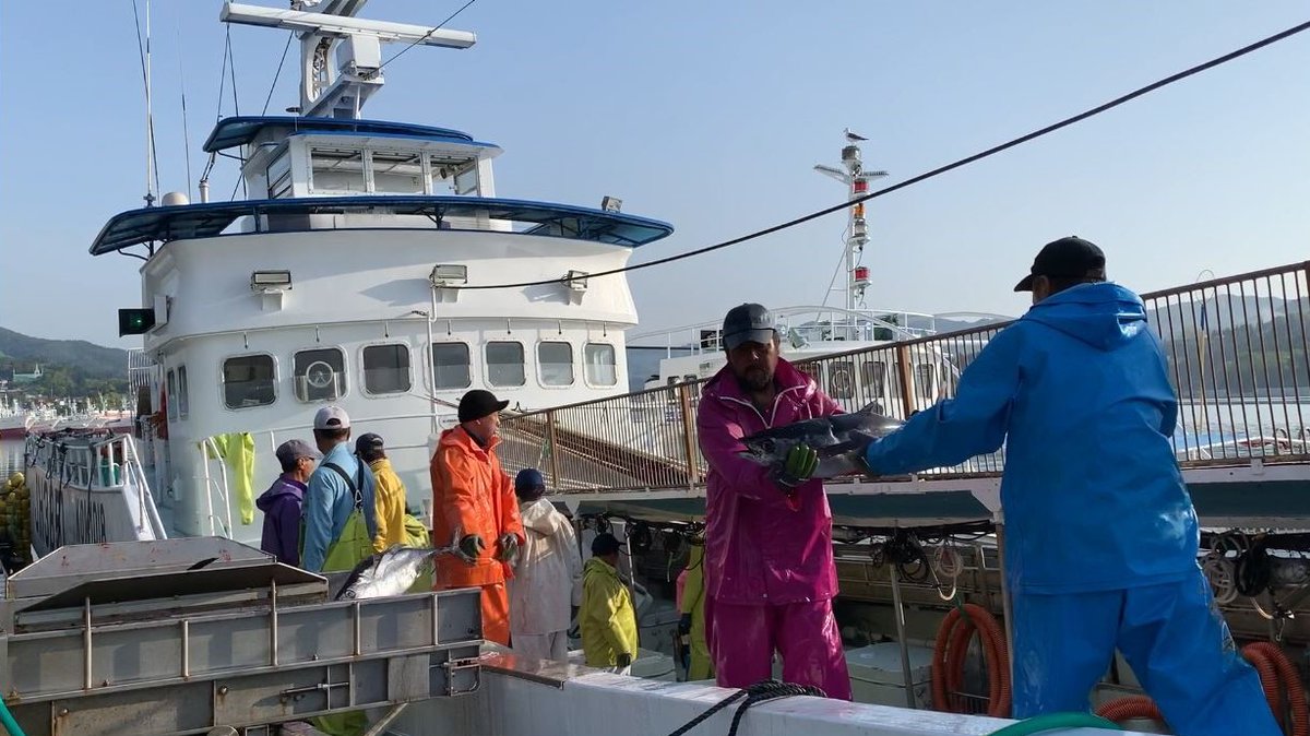 菅原茂 気仙沼市長 カツオ一本釣船 今シーズン初入港 いきなり6隻が367トンのトンボ ビンナガ を運んでくれました 多くは シーチキン用 世界的な巣篭もり需要で堅調相場が期待されます 船頭さんからカツオ トンボを積んで何度も入港したいと力強い話