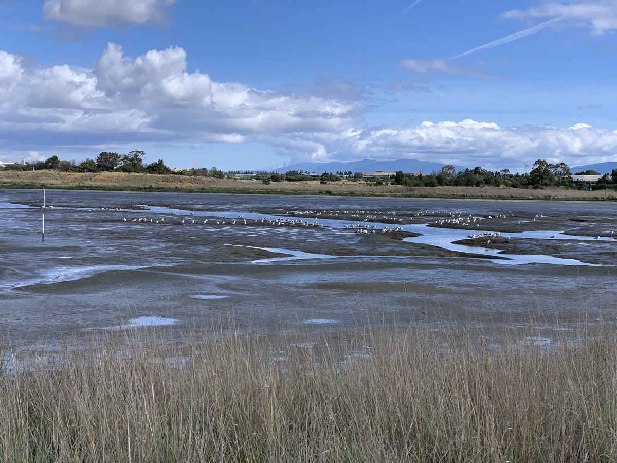 Zoomed in on some birbs