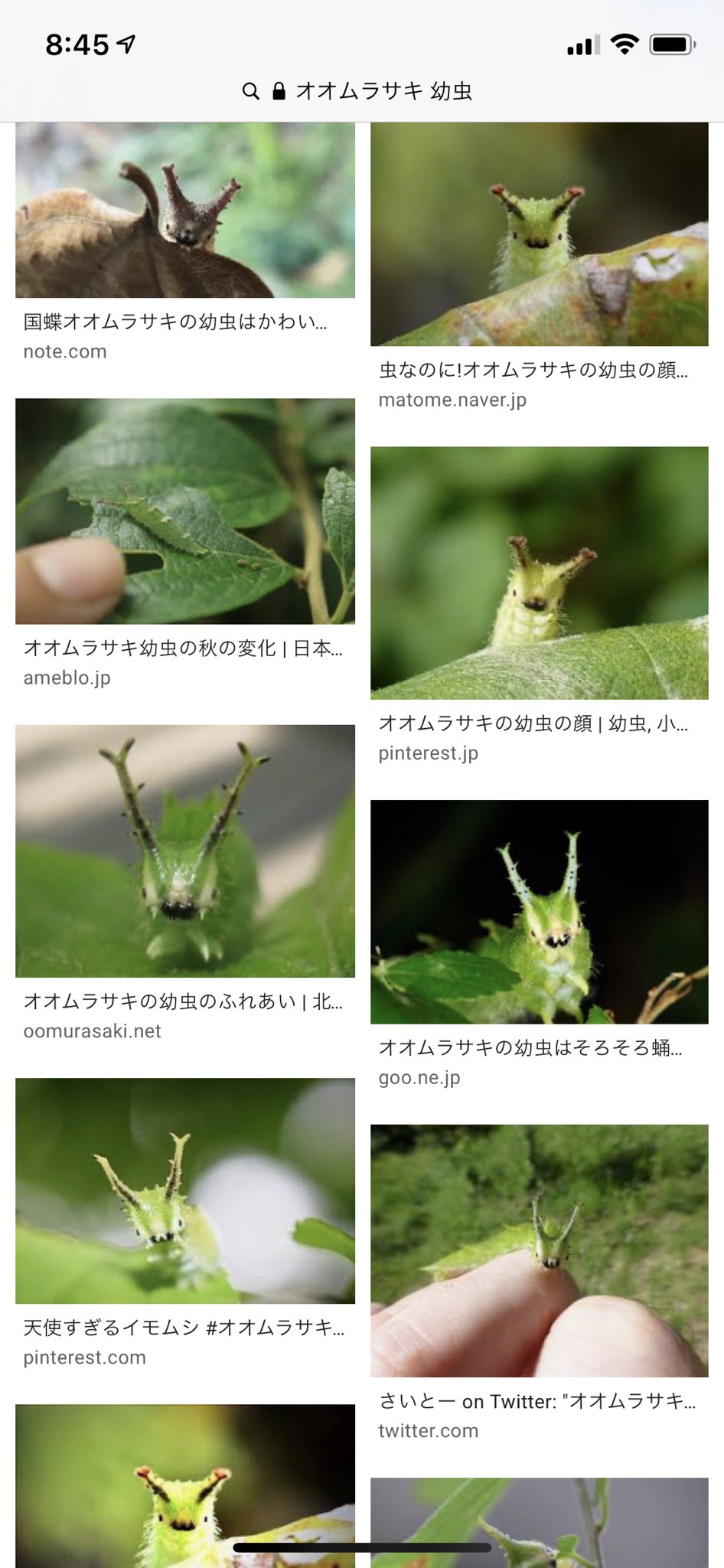 ラム オオムラサキの幼虫の顔が L L W こんな感じで思ったより可愛かった ラム オオムラサキの幼虫の顔が L L W こんな感じで思ったより可愛かった