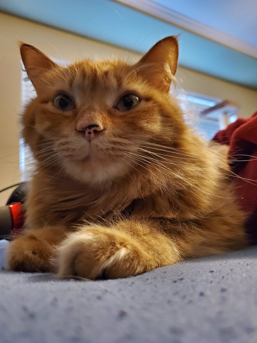 Lentigo In Cats Ears 6 Fun Facts About Orange Tabby Cats Meowingtons