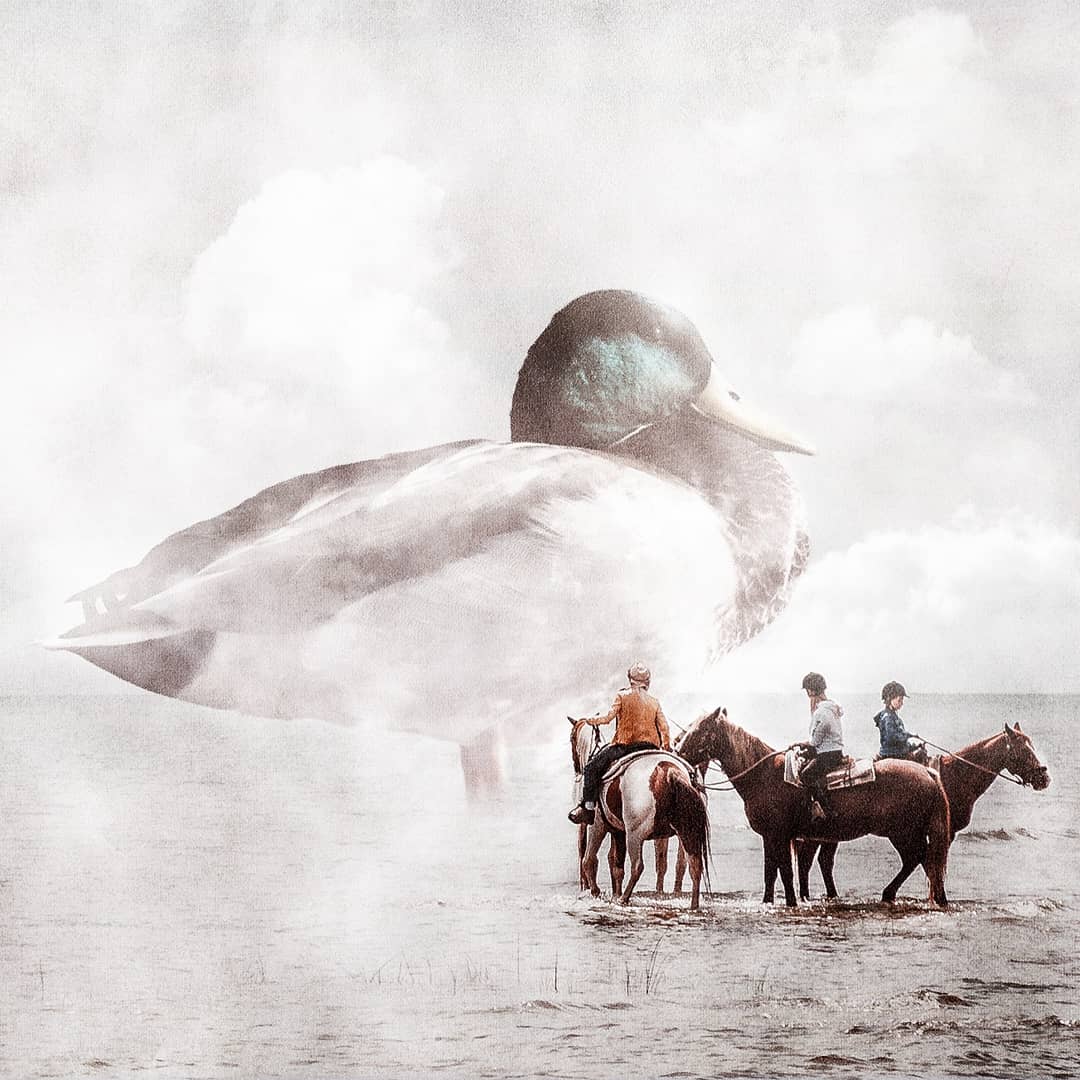 AnethCharles's tweet image. Duck.
Edited with @Photoshop
#photomanipulation #digitalart #createmanipulation #surrealism