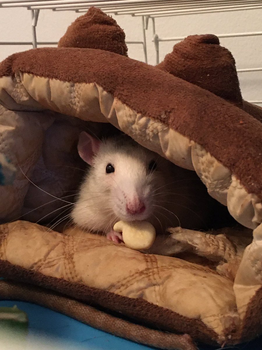 peanut bean nugget (@lilratscals) on Twitter photo 